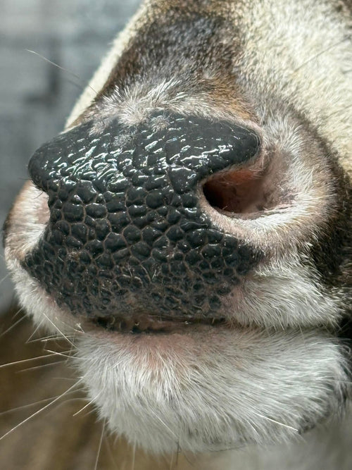 Whitetail replacement nose (medium)