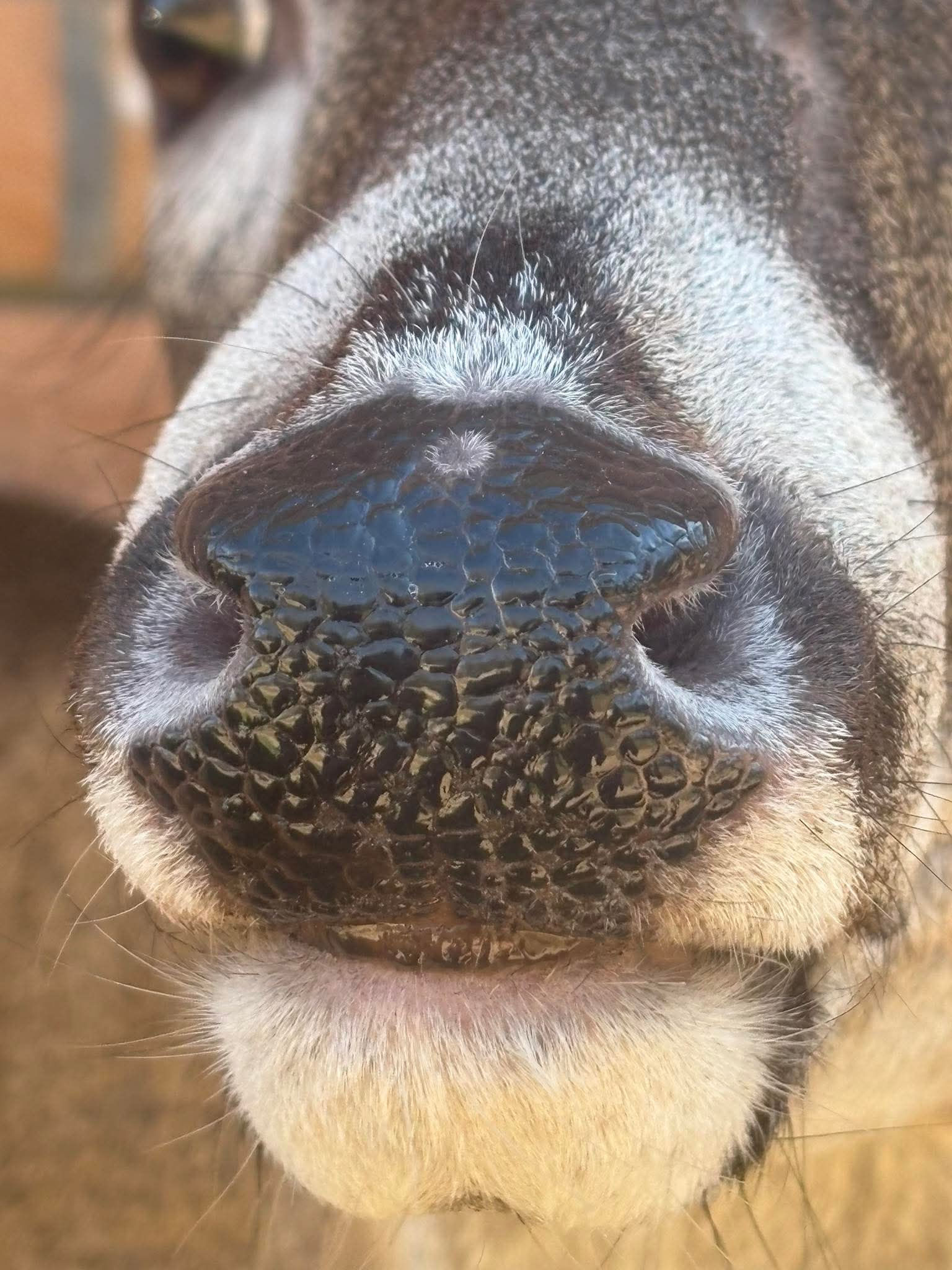 Whitetail replacement nose (medium)